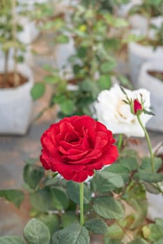 Close up of beautiful fresh red rose flower in green garden