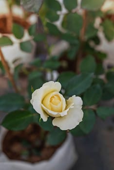 Close up of beautiful fresh yellow rose flower in green garden