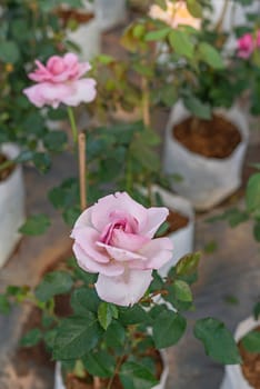 Close up of beautiful fresh pink rose flower in green garden