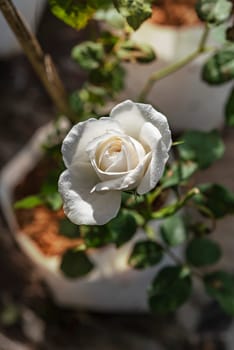 Close up of beautiful fresh rose flower in green garden