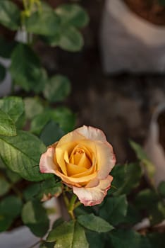 Close up of beautiful fresh yellow rose flower in green garden
