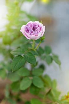 Close up of beautiful fresh rose flower in green garden