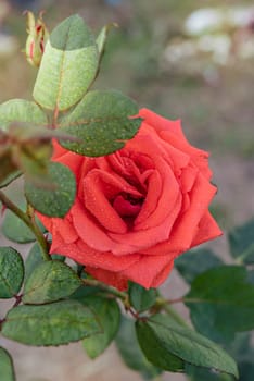 Close up of beautiful fresh red rose flower in green garden