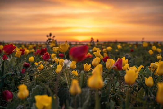 Wild tulip flowers at sunset, natural seasonal background. Multi-colored tulips Tulipa schrenkii in their natural habitat, listed in the Red Book