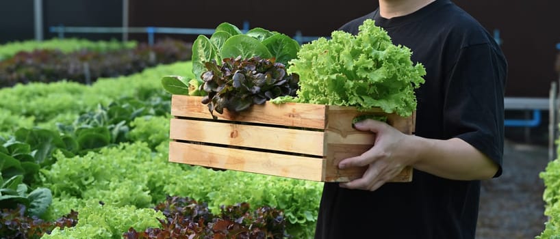 Young farmer holding a wooden crate full of fresh organic vegetables standing in greenhouse plantation.