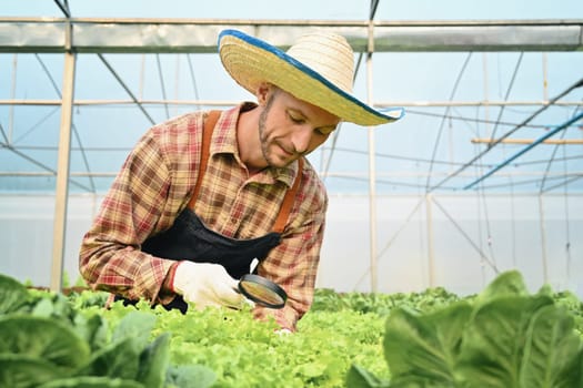 Farmer examining the quality, observing organic vegetable with magnifying glass in hydroponic greenhouse.