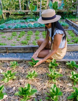 Asian women with green salad in a Community kitchen garden. Raised garden beds with plants in vegetable community garden in Thailand.