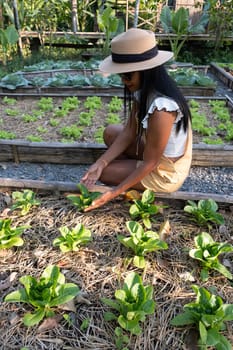 Asian women with green salad in a Community kitchen garden. Raised garden beds with plants in vegetable community garden in Thailand.