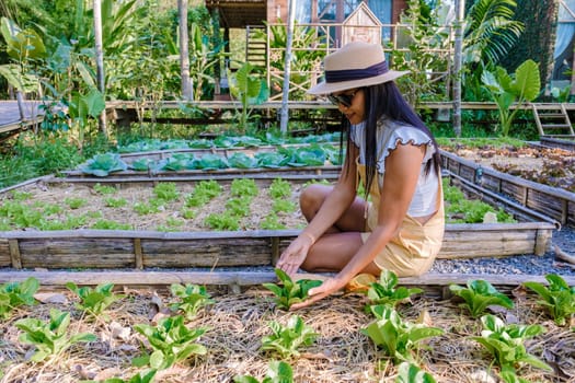 Asian women with green salad in a Community kitchen garden. Raised garden beds with plants in vegetable community garden in Thailand.