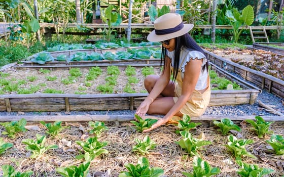 Asian women with green salad in a Community kitchen garden. Raised garden beds with plants in vegetable community garden in Thailand.