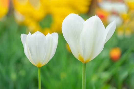 white tulips in the garden. photo