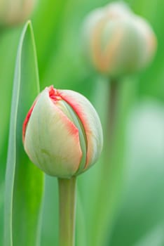 the unopened buds of orange tulips in the garden. photo