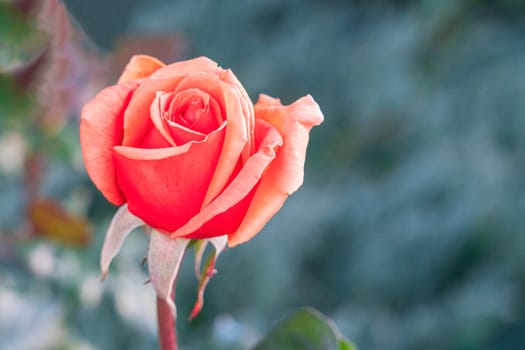 an open rosebud on a green background. High quality photo