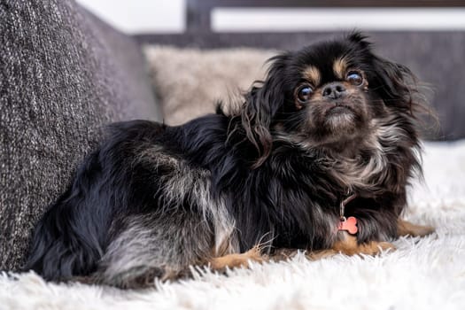 little cute dog on the couch. High quality photo