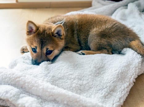 Portrait of cute Shiba Inu small dog, puppy, Close up. Dogecoin. Red-haired Japanese dog smile portrait. Illuminating color, cryptocurrency, electronic money. High quality photo