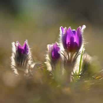 Spring flowers. Beautifully blossoming pasque flower and sun with a natural colored background. (Pulsatilla grandis)