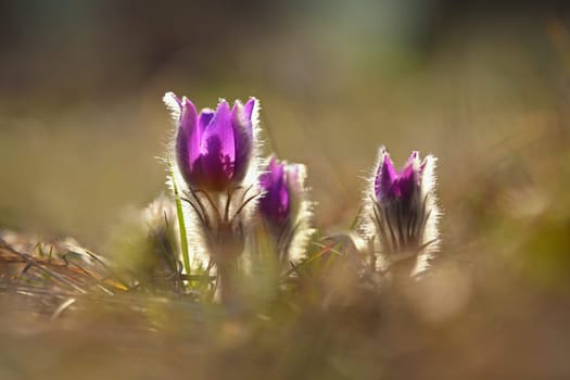 Spring flowers. Beautifully blossoming pasque flower and sun with a natural colored background. (Pulsatilla grandis)