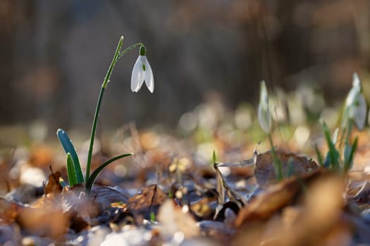 Spring colorful background with flower - plant. Beautiful nature in spring time. Snowdrop (Galanthus nivalis).