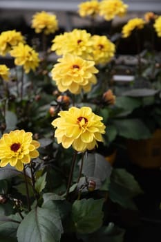 Dahlia yellow figaro, Seedlings in the pots in the garden center, summer flowers, High quality photo