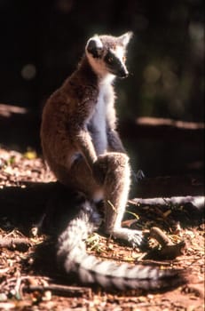 Ring-Tailed Lemur (Lemur catta),  Berenty Private Reserve, Anosy, Madagascar