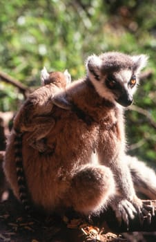 Ring-Tailed Lemur (Lemur catta),  Berenty Private Reserve, Anosy, Madagascar