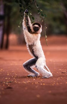 Verreaux's Sifaka Lemur, (Propithecus verreauxi), Berenty Private Reserve, Anosy, Madagascar