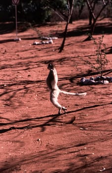 Verreaux's Sifaka Lemur, (Propithecus verreauxi), Berenty Private Reserve, Anosy, Madagascar