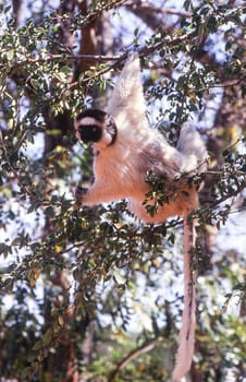 Verreaux's Sifaka Lemur, (Propithecus verreauxi), Berenty Private Reserve, Anosy, Madagascar