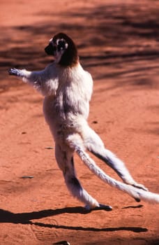 Verreaux's Sifaka Lemur, (Propithecus verreauxi), Berenty Private Reserve, Anosy, Madagascar