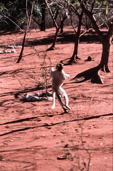 Verreaux's Sifaka Lemur, (Propithecus verreauxi), Berenty Private Reserve, Anosy, Madagascar