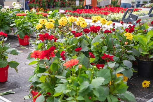 different multi-colored varieties of dahlias In the garden center on display seasonal shopping and gardening work, High quality photo