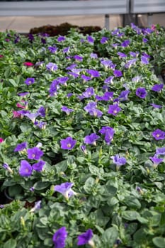 many pots with blooming petunias in the garden center purple flowers. High quality photo
