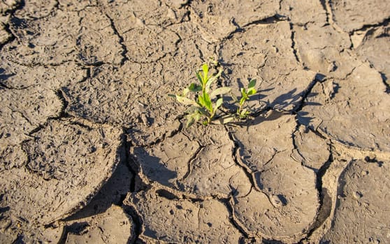 Plant in dry cracked mud, Background of dry cracked earth, dried earth, texture of earth mud, Desert, global warming, climate change.