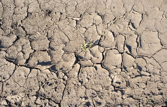 Background of dry cracked earth, parched earth, texture of earth dirt, desert, global warming, climate change.