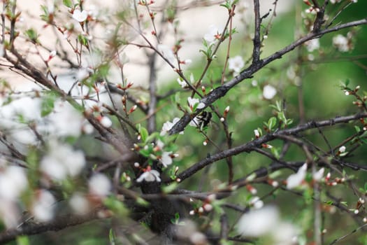 A large bumblebee pollinates flowering cherry trees in the garden in spring