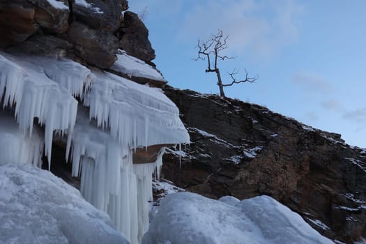 Ice icicles of Lake Baikal hanging from the high rock of Olkhon Island against the background of a lone tree