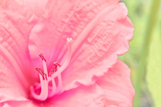 an Old World plant of the iris family, with sword shaped leaves and spikes of brightly colored flowers, popular in gardens as a cut flower. Saturated yellow warm gladiolus flower close up