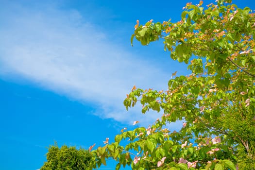 Blossoming tree branches on blue sky background.