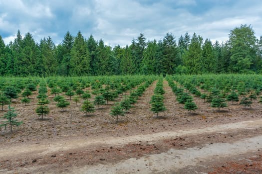 Tree farm field with planting stock. Small pine trees at the road.