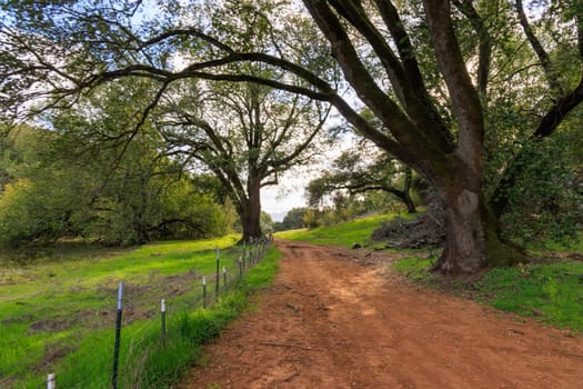 Dirt fire trail through green northern California landscape . High quality photo