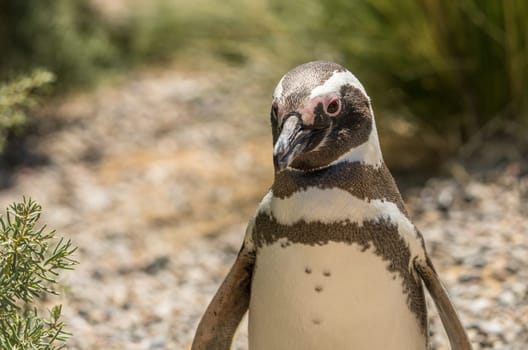 Single male magellanic penguin walking back to its nest in Punta Tombo penguin sanctuary in Chubut province