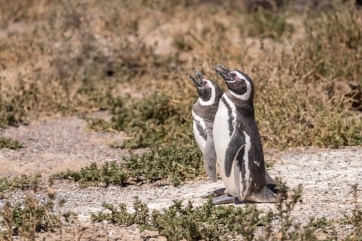 Two magellanic penguins standing in the sun in Punta Tombo penguin sanctuary in Chubut province