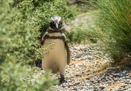 Single male magellanic penguin walking back to its nest in Punta Tombo penguin sanctuary in Chubut province