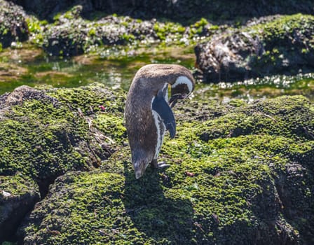 Magellanic penguin standing on seaweed rocks in Punta Tombo penguin sanctuary in Chubut province