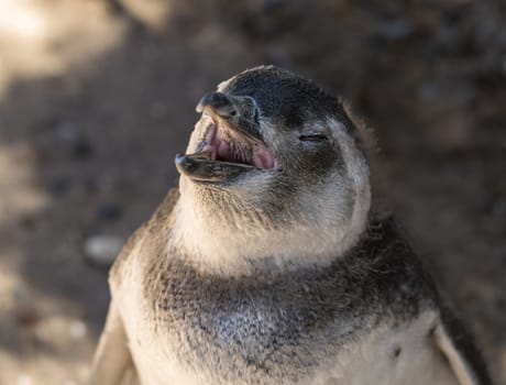 Magellanic penguin chick making a call and showing spiky papillae in its mouth in Punta Tombo penguin sanctuary