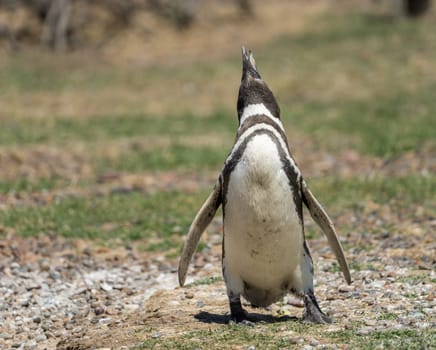 Magellanic penguin standing and making calling sound in Punta Tombo penguin sanctuary in Chubut province