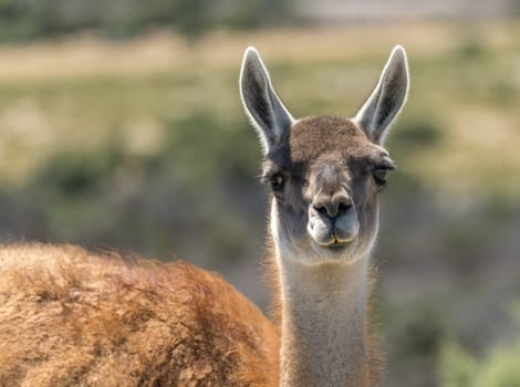 Profile portrait of Guanacos in the magellanic penguin sanctuary in Punta Tombo