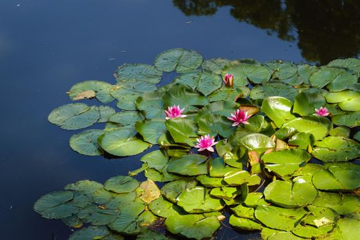 Water lily in the garden pond in the evening at sunset.FLOWER CONCEPT.