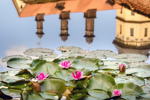 Water lily in a garden pond with a reflection of the tower of the Nesvizh castle.
