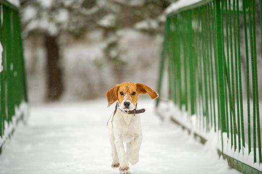 Dog breed Beagle in winter play in the snow outdoors.